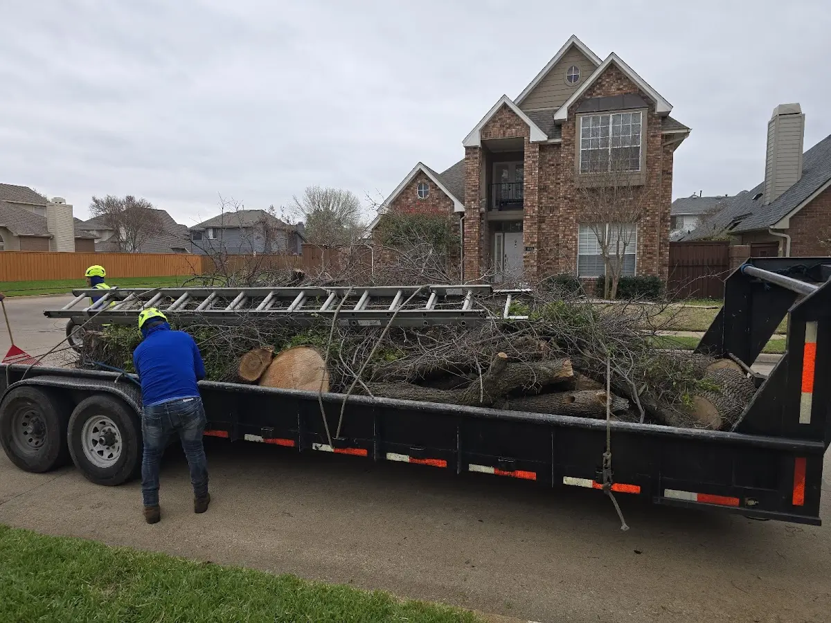 Expert Tree Pest Control with proper safety equipment in Gerlach